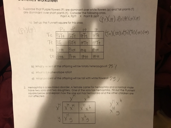 Solved 1. Suppose that Purple flowers (P) are dominant over | Chegg.com