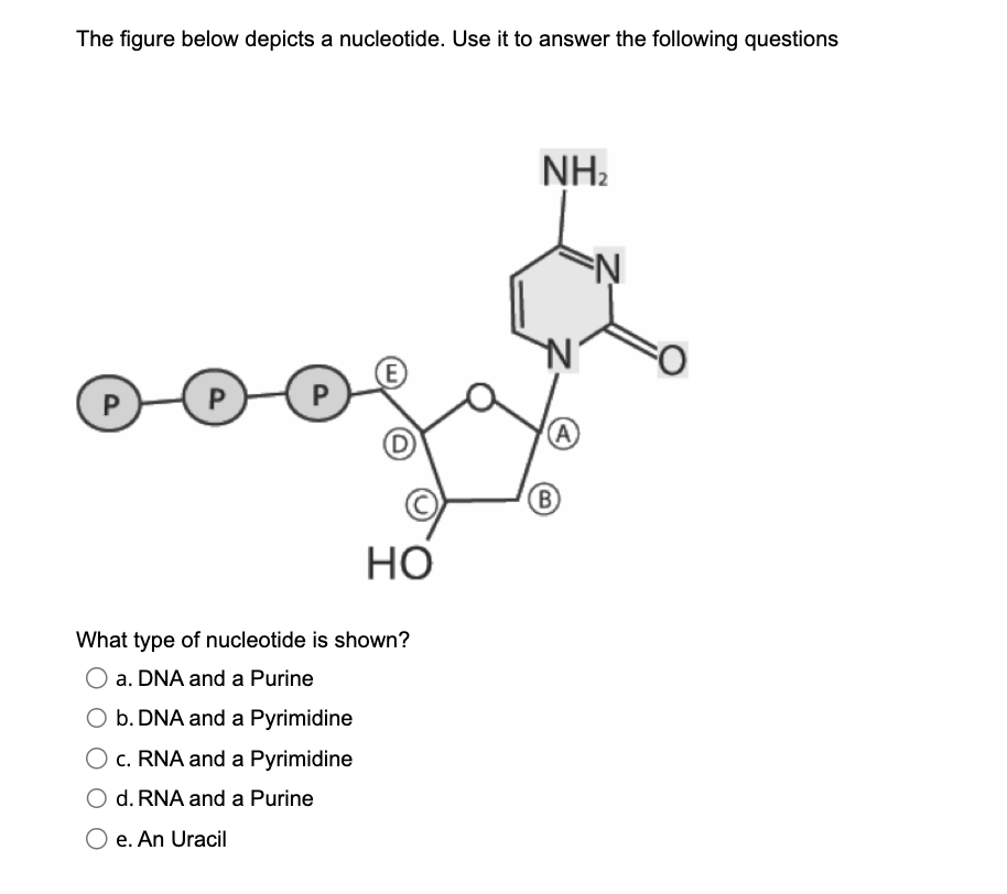 Solved Below is a replication fork from a replication | Chegg.com