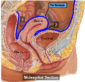 Female Pelvic Anatomy Flashcards Chegg Com