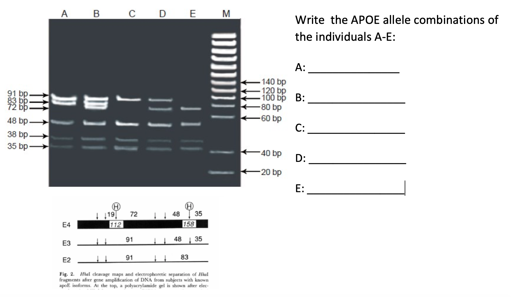 Solved A B C D E M Write the APOE allele combinations of the | Chegg.com