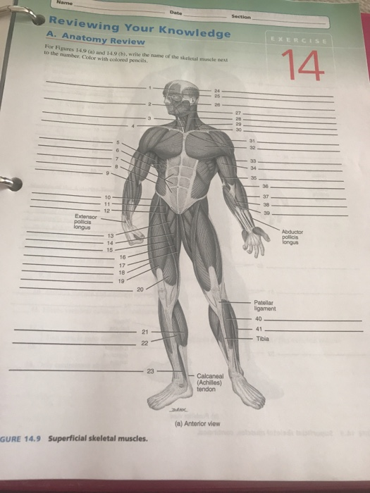 Solved Reviewing Your Knowledge A. Anatomy Review For | Chegg.com