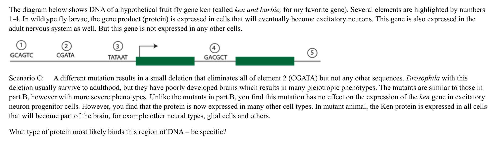 ken and barbie gene