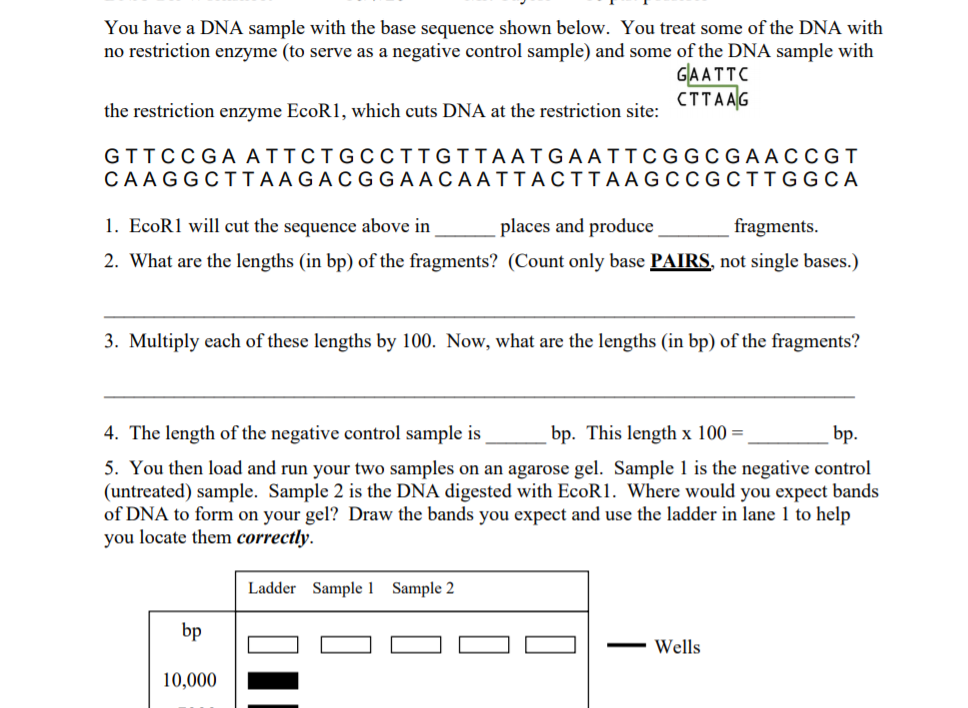 Solved You have a DNA sample with the base sequence shown | Chegg.com