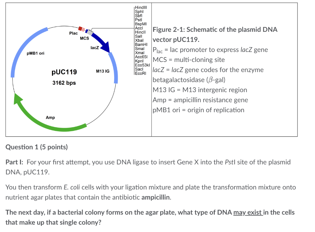 Solved Figure 2-1: Schematic of the plasmid DNA vector | Chegg.com