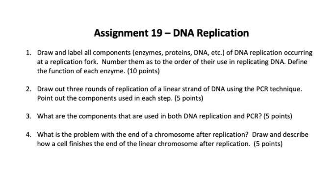 dna replication assignment answers