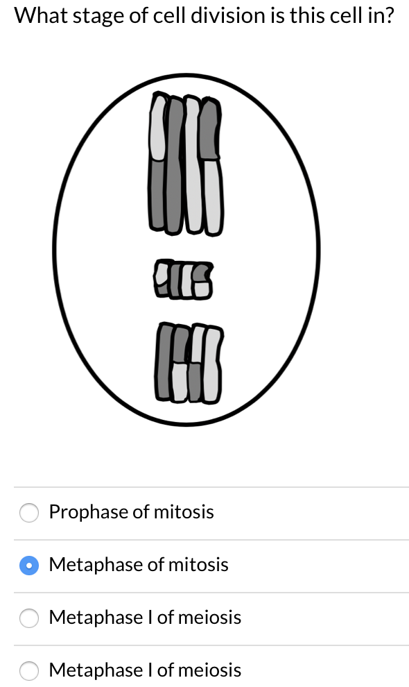 Which Of The Following Statements About Cells Is True