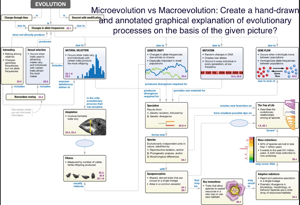 Solved Microevolution vs Macroevolution: Create a hand-drawn | Chegg.com