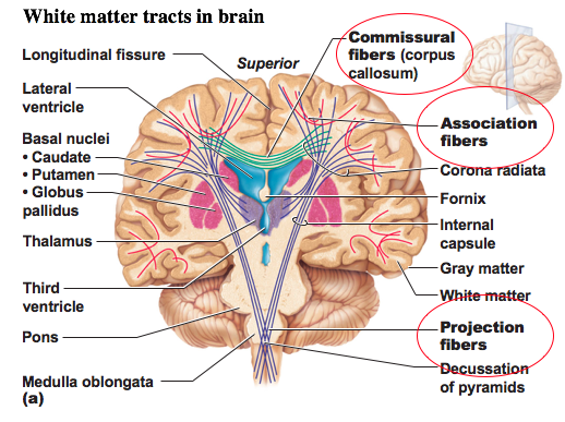 association tracts in the brain