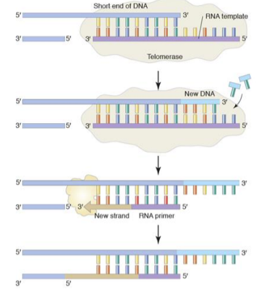 Solved 1. Describe how the nucleus protects DNA. 2. Explain | Chegg.com