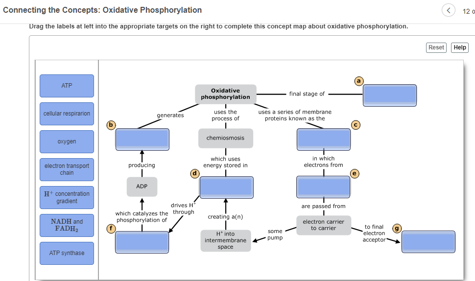 mastering biology oxidative phosphorylation concept map