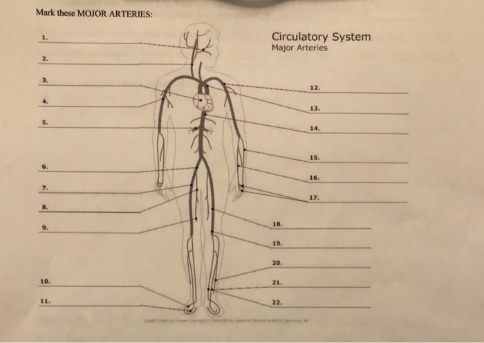 Solved Mark these MOJOR ARTERIES Circulatory System Major | Chegg.com