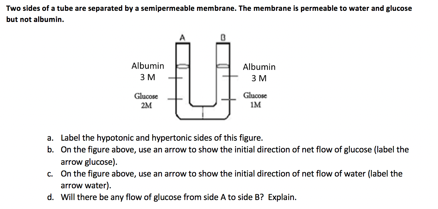 Solved Two Sides Of A Tube Are Separated By A Semipermeable | Chegg.com