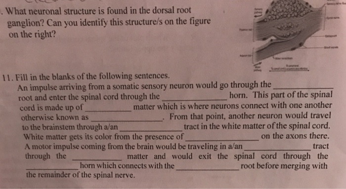 Solved What neuronal structure is found in the dorsal root | Chegg.com