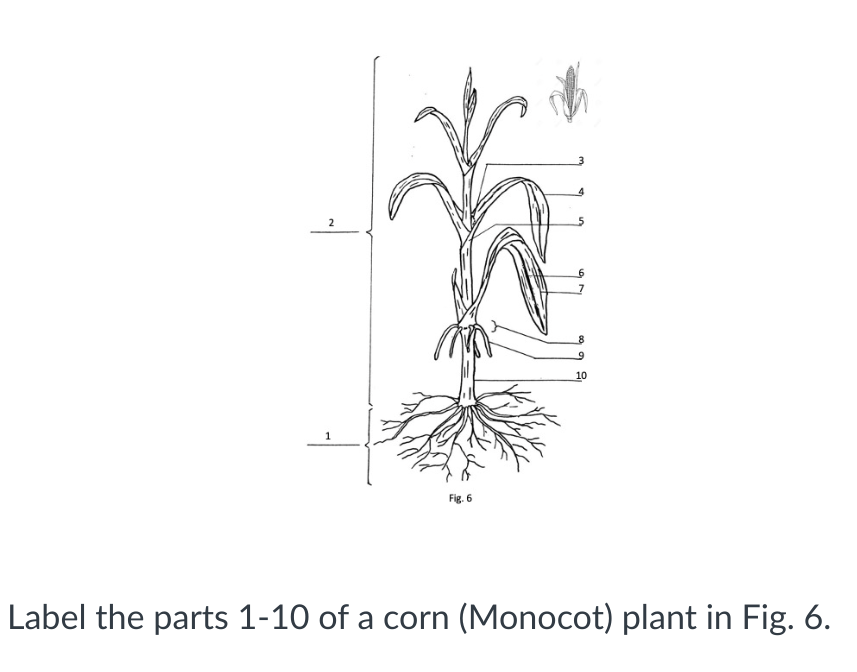Solved Answer choices are Fibrous root system Shoot | Chegg.com