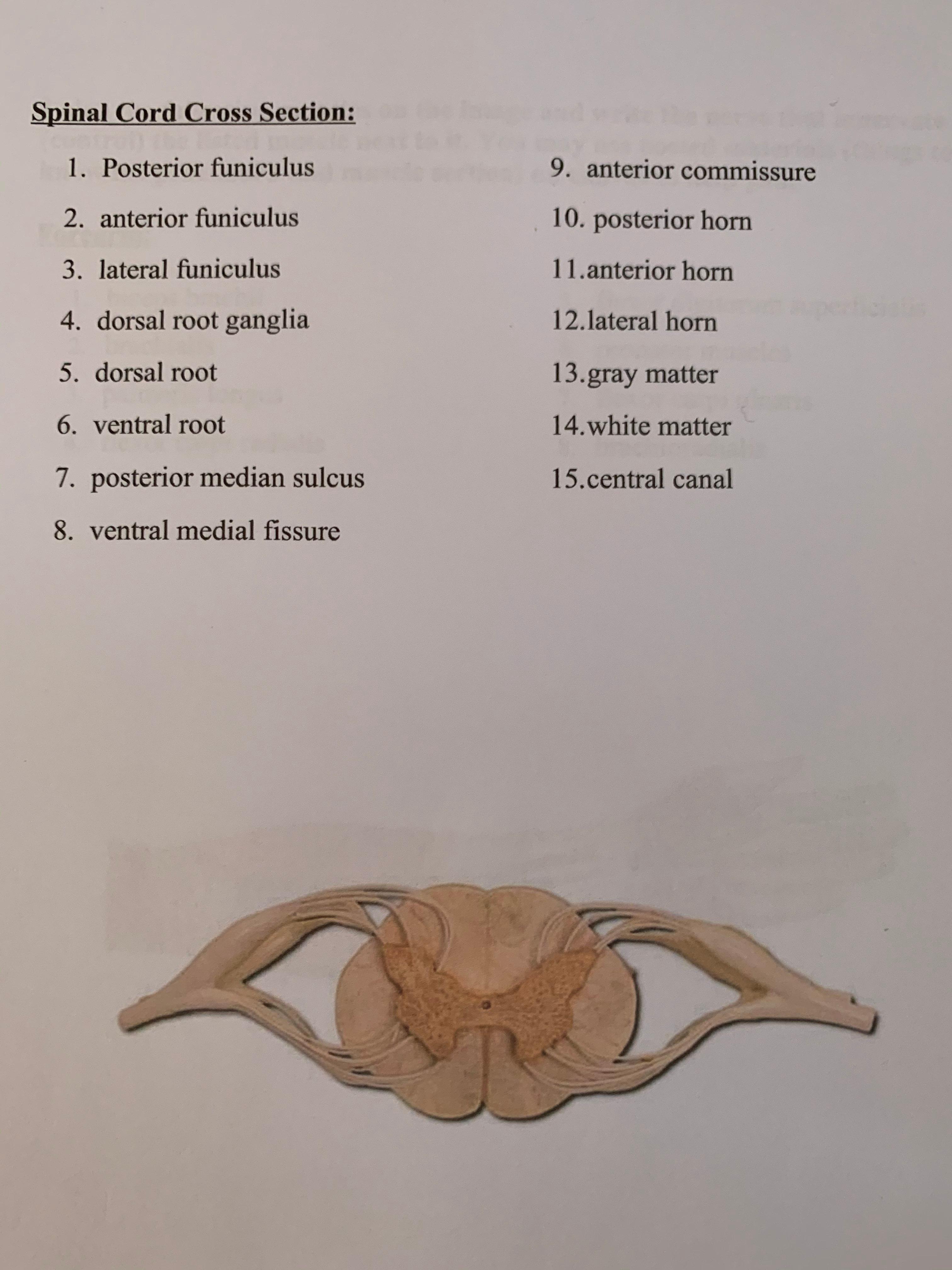 lateral funiculus