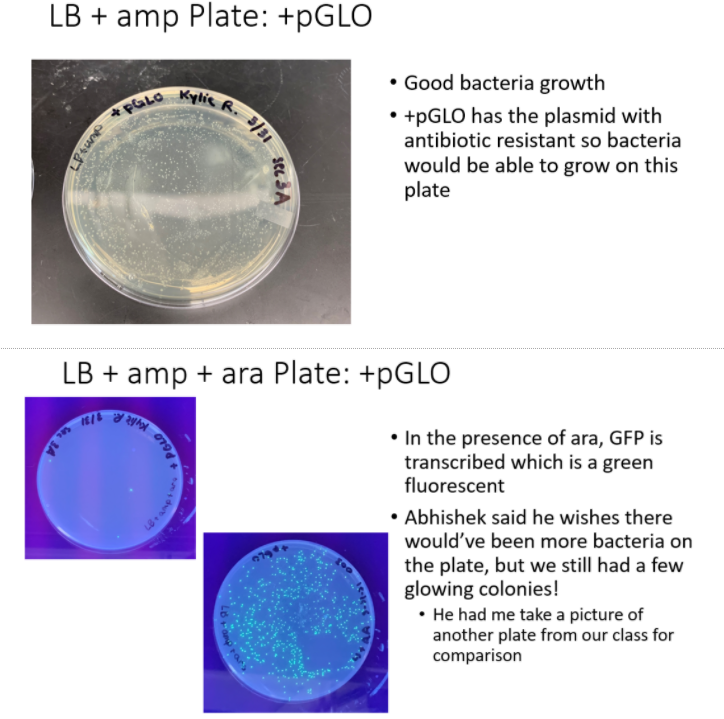 Solved On which plate do you see colonies? Why? Is there