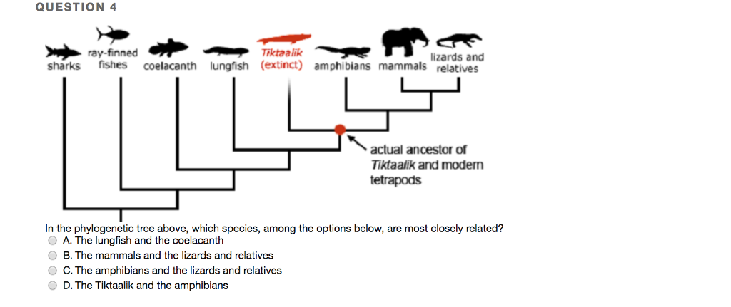 Solved QUESTION 4 ray-finned ikta ali lizards and sharks | Chegg.com