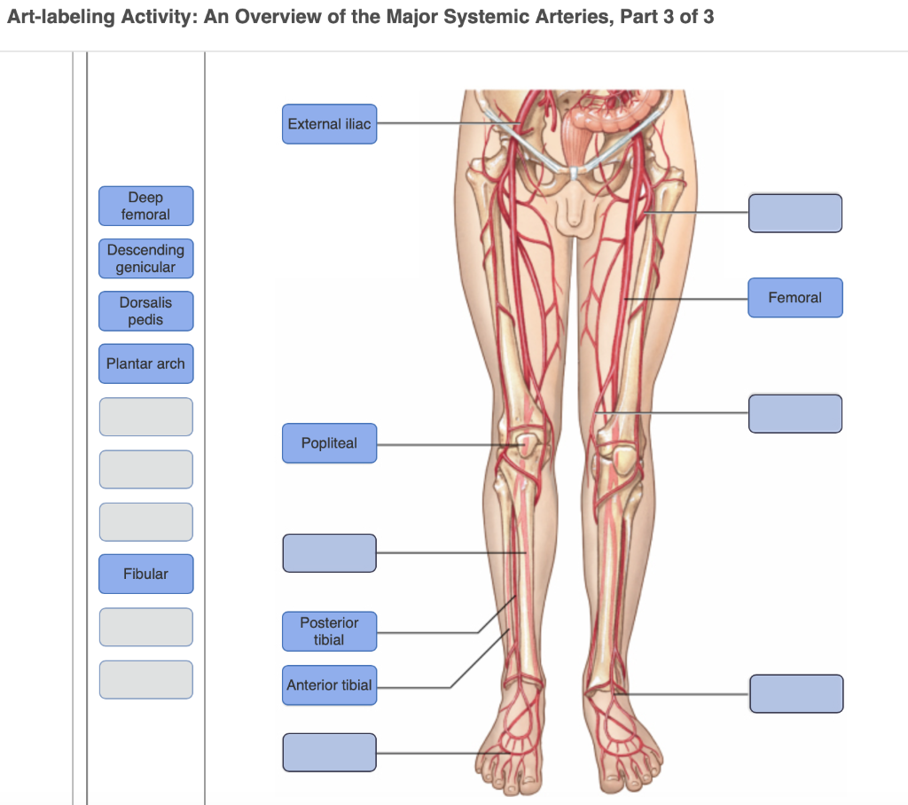 Art-labeling activity: the major systemic arteries