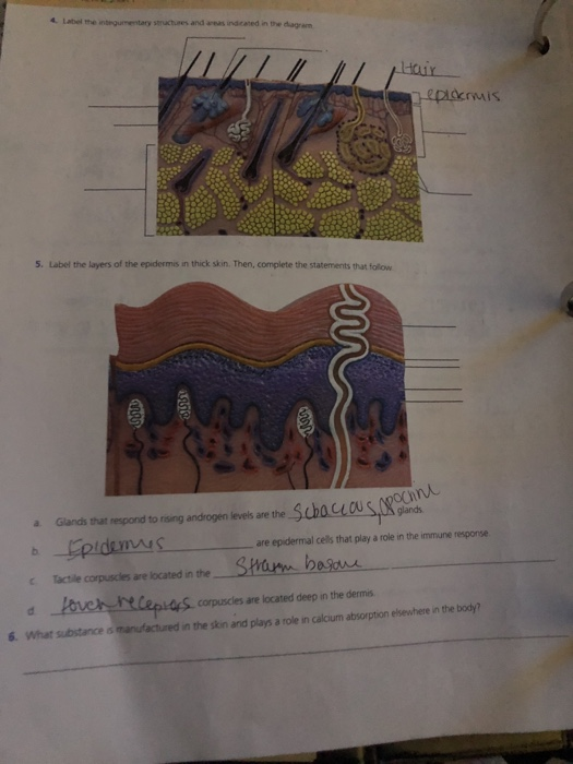 Solved The most numerous cefl of the epidermn is the The two | Chegg.com