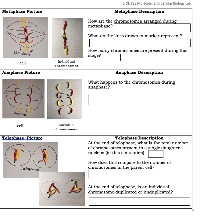 Solved BIOL 123 Molecular and Cellular Biology Lab | Chegg.com