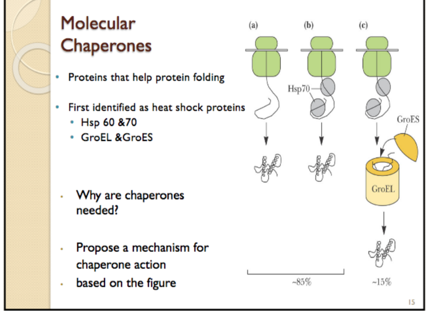 chaperone proteins keep unfolded of