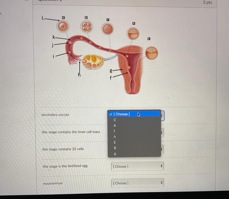 secondary oocyte
this stage contains the inner cell mass
this stage contains 32 cells
this stage is the fertilized egg
myomet