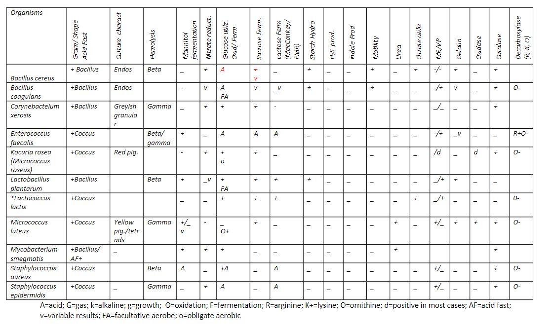 Solved Microbiology Construct the Dichotomous keys diagram