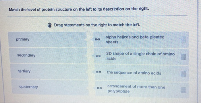 Match the Level of Protein Organization With the Proper Description