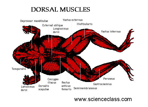 muscular system of a frog