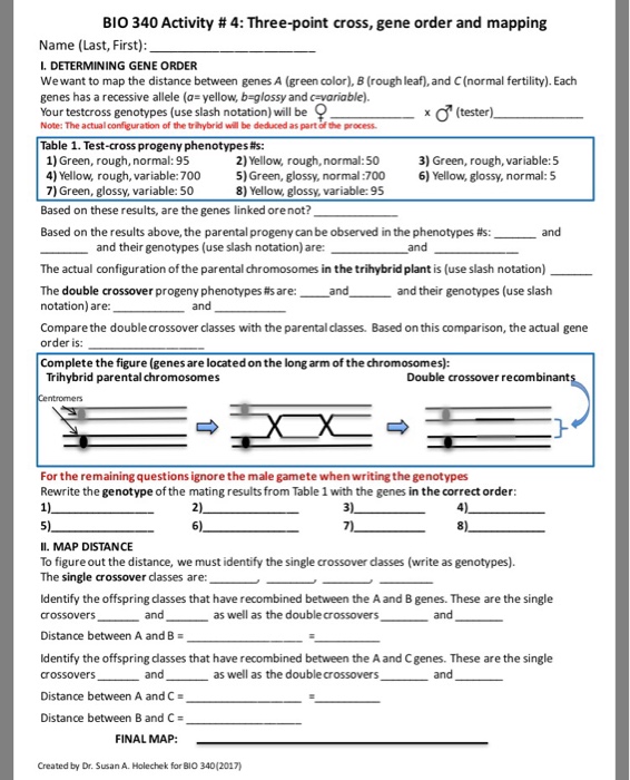 Solved BIO 340 Activity # 4: Three-point cross, gene order | Chegg.com