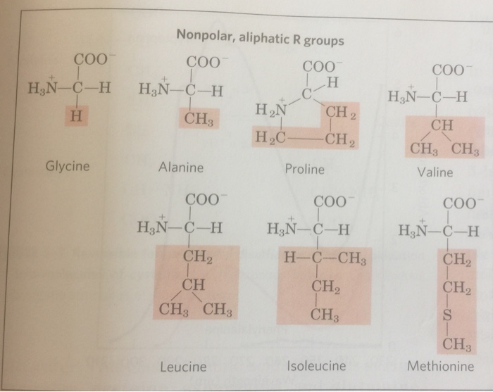 Solved Draw the structures for the following amino acids at