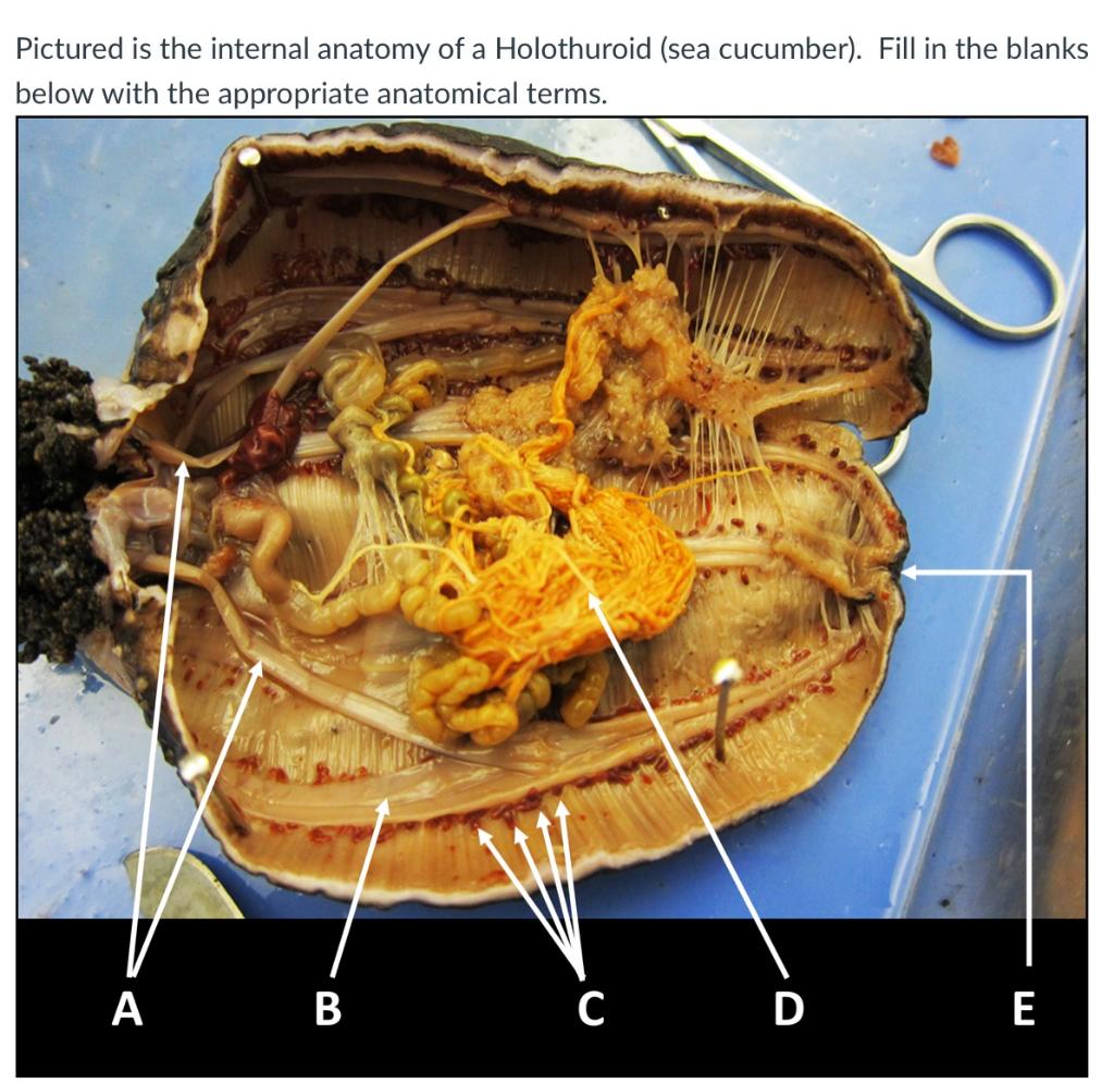 Sea Cucumber Anatomy