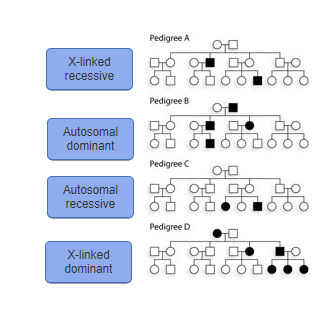 Solved X-linked dominant Pedigree DWhat other pattern(s) of | Chegg.com