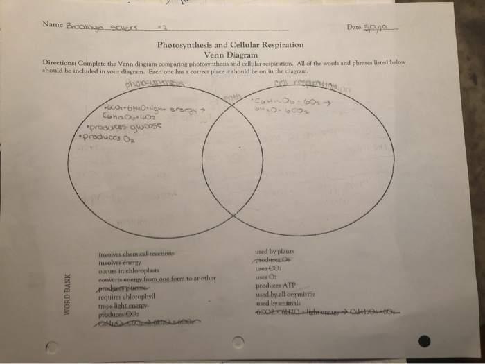 Photosynthesis And Respiration Venn Diagram General Wiring Diagram