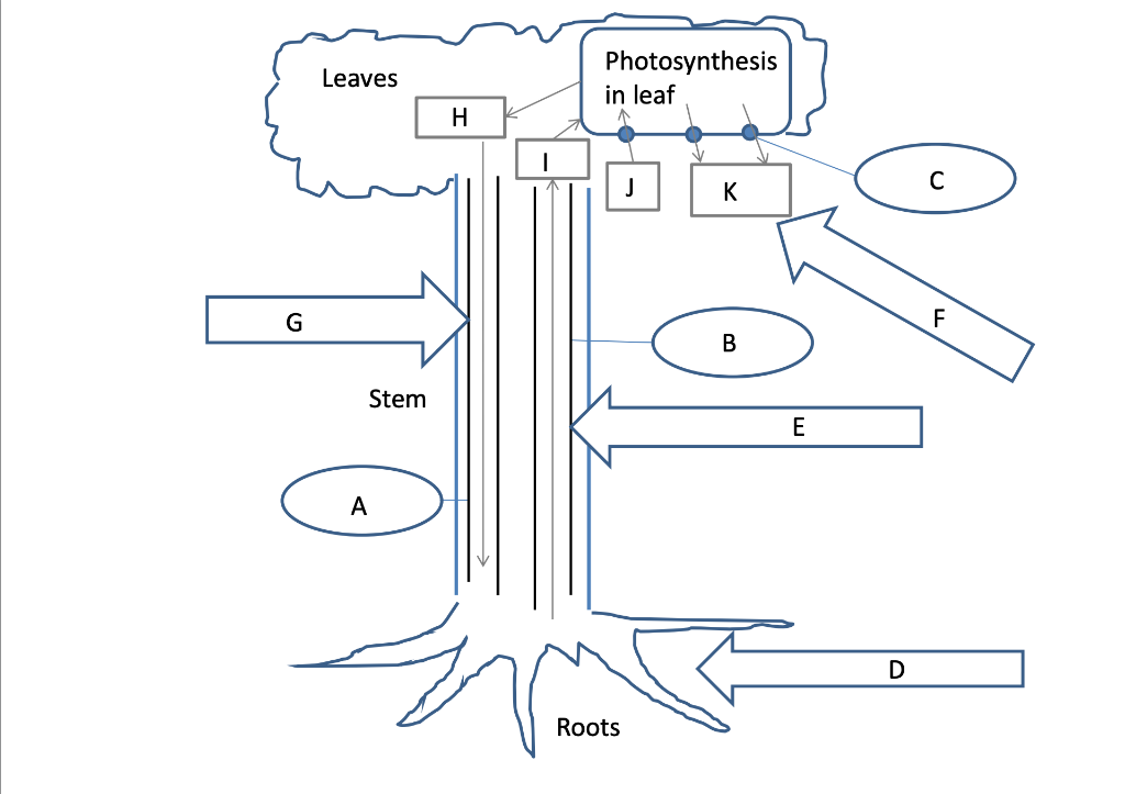 root pressure diagram