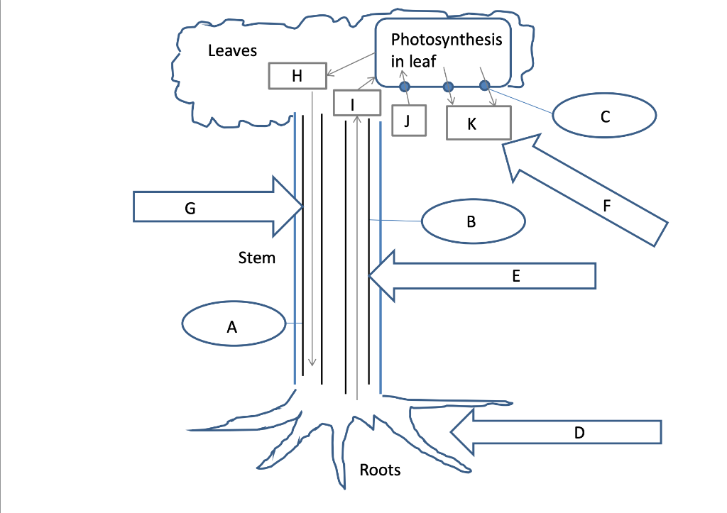  Photosynthesis Animation Student Worksheet Answers Free Download Gmbar co