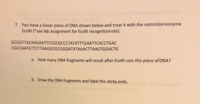 Solved You have a linear piece of DNA shown below and treat | Chegg.com