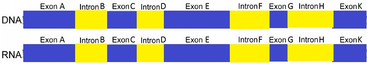 Solved The diagram below shows a segment of DNA containing | Chegg.com