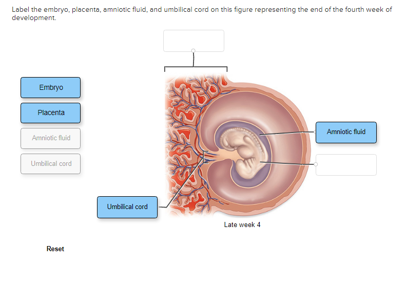 umbilical cord and placenta