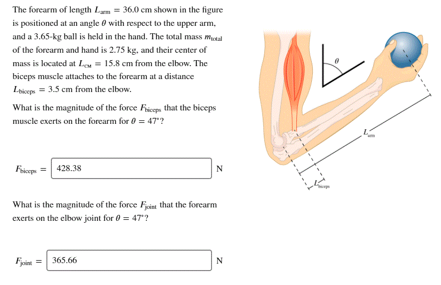 Solved The forearm of length Larm = 36.0 cm shown in the
