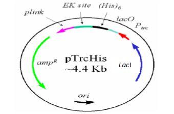 An expression vector is shown in Figure . Explain how | Chegg.com