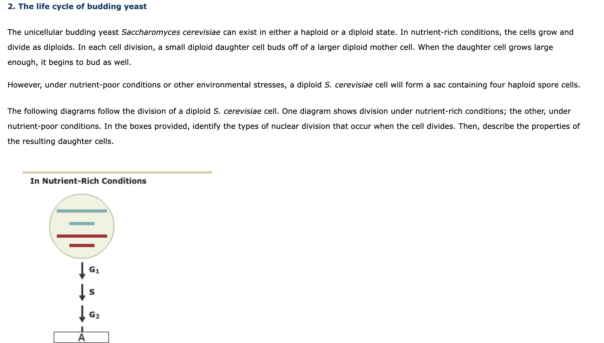 Solved 2. The life cycle of budding yeast The unicellular | Chegg.com