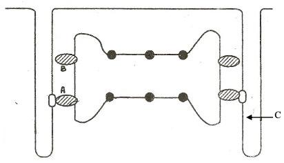 Solved The diagram below represents the terminal cisterns in | Chegg.com