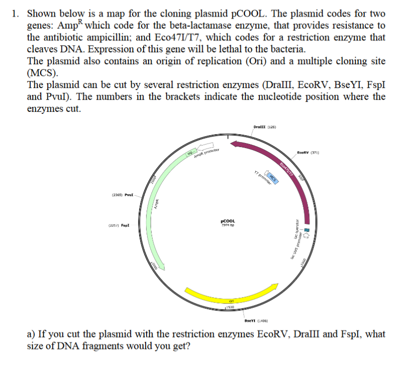 Solved 1. Shown below is a map for the cloning plasmid | Chegg.com