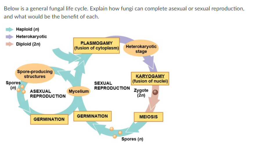 Solved Below is a general fungal life cycle. Explain how | Chegg.com