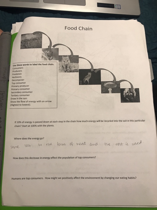 Solved Food Chain Use these words to label the food chain.