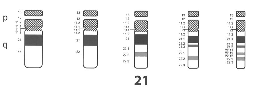 Solved From the given diagram showing chromosome 21, | Chegg.com