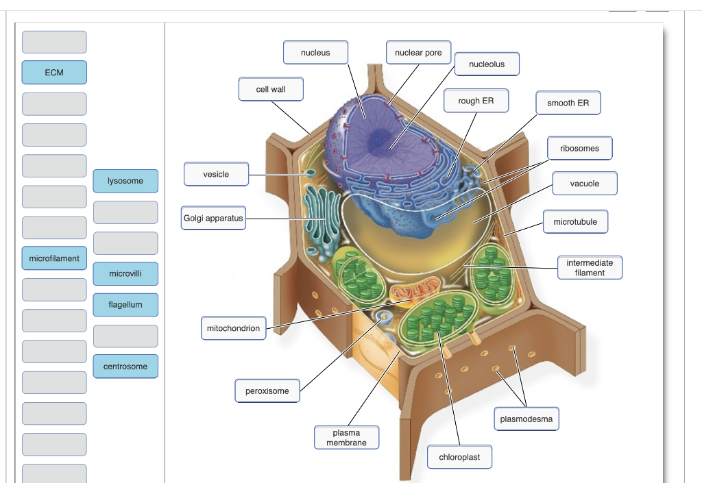 Solved nucleus nuclear pore nucleolus ECM cell wall rough ER | Chegg.com