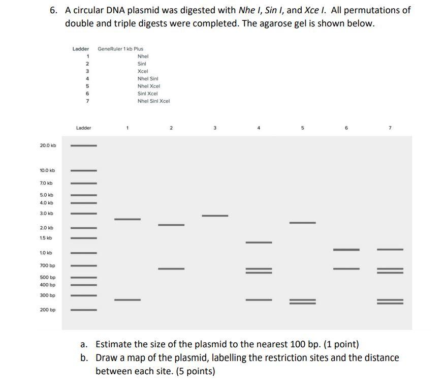 A circular DNA plasmid was digested with Nhe I, Sin | Chegg.com