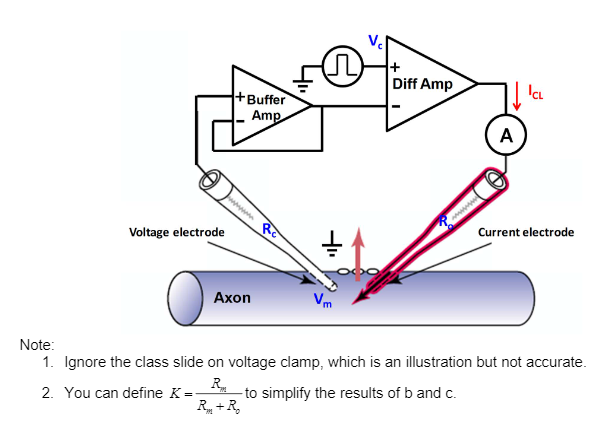 1) Two-electrode voltage clamp Voltage-clamp is a | Chegg.com